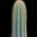 Pilosocereus pachycladus ssp pernambucoensis (only one plant ! exceptional. Ask for avaibility before ordering)